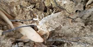 Attēlu rezultāti vaicājumam “Akanthomyces aculeatus”