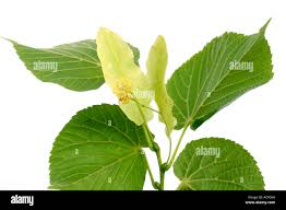 Attēlu rezultāti vaicājumam “Tilia platyphyllos subsp. cordifolia”