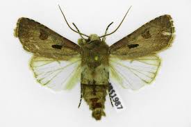 Attēlu rezultāti vaicājumam “Agrotis exclamationis”