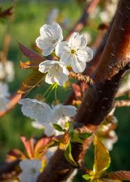 Attēlu rezultāti vaicājumam “Cerasus flower”
