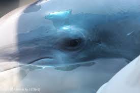 Image result for Leucopleurus acutus