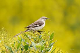 Image result for Mimus polyglottos