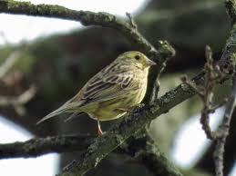 Attēlu rezultāti vaicājumam “Emberiza citrinella juvenile”