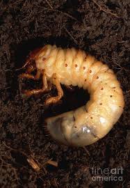 Attēlu rezultāti vaicājumam “larva”