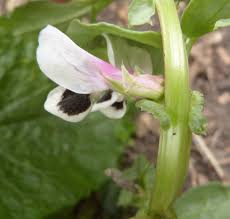 Attēlu rezultāti vaicājumam “Vicia faba flower”