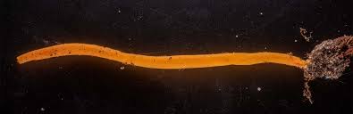 Attēlu rezultāti vaicājumam “Clavulinopsis helvola”