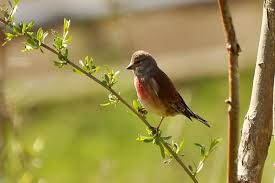Attēlu rezultāti vaicājumam “Carduelis cannabina”
