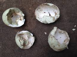 Attēlu rezultāti vaicājumam “Anas platyrhynchos eggs”