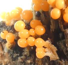 Attēlu rezultāti vaicājumam “Trichia erecta spores”