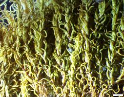 Attēlu rezultāti vaicājumam “Dichodontium pellucidum”