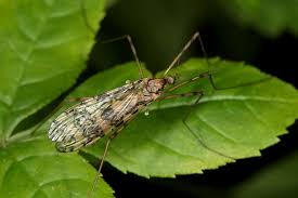 Attēlu rezultāti vaicājumam “Epiphragma ocellare”