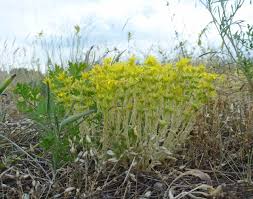 Image result for Mauerpfeffer