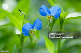 Attēlu rezultāti vaicājumam “Commelina coelestis flower”