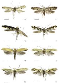 Attēlu rezultāti vaicājumam “Argyresthiidae”