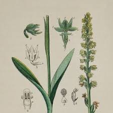 Attēlu rezultāti vaicājumam “Herminium monorchis flower”