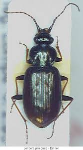 Attēlu rezultāti vaicājumam “Loricera pilicornis”