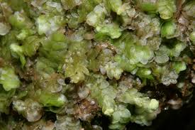 Attēlu rezultāti vaicājumam “Calypogeia”