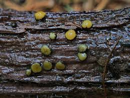 Attēlu rezultāti vaicājumam “Vibrissea decolorans”
