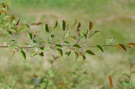 Attēlu rezultāti vaicājumam “Cotoneaster multiflorus leaf”
