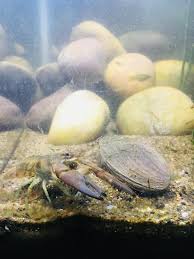 Image result for Cymatoceps nasutus