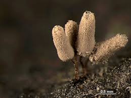 Attēlu rezultāti vaicājumam “Arcyria minuta macro”