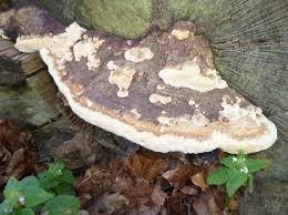 Attēlu rezultāti vaicājumam “Daedalea quercina”