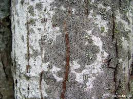 Attēlu rezultāti vaicājumam “Alyxoria varia”