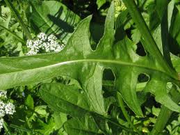 Attēlu rezultāti vaicājumam “Crepis biennis”