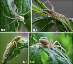 Attēlu rezultāti vaicājumam “Micrommata virescens”