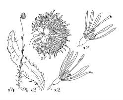 Attēlu rezultāti vaicājumam “Jasione montana fruit”