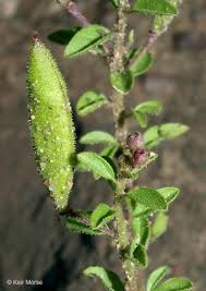 Attēlu rezultāti vaicājumam “Diderma roanense stalked”