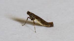 Attēlu rezultāti vaicājumam “Gracillaria syringella imago”