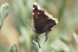 Attēlu rezultāti vaicājumam “Nymphalis antiopa underside”