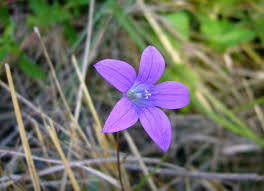 Image result for Campanula patula