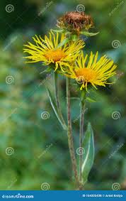 Attēlu rezultāti vaicājumam “Inula helenium”