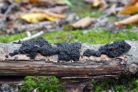 Attēlu rezultāti vaicājumam “Exidia cartilaginea”