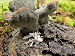 Attēlu rezultāti vaicājumam “Stemonitopsis sp.”