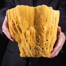 Attēlu rezultāti vaicājumam “Spongia”