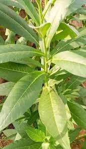 Attēlu rezultāti vaicājumam “Nicotiana tabacum leaf”