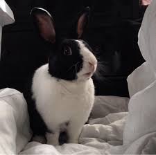 Image result for white rabbit skin texture