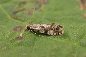 Attēlu rezultāti vaicājumam “Nemapogon cloacella”