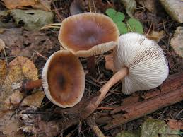Attēlu rezultāti vaicājumam “Collybia sp.”
