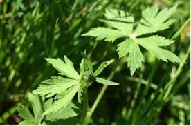 Attēlu rezultāti vaicājumam “Ranunculus acris leaf”