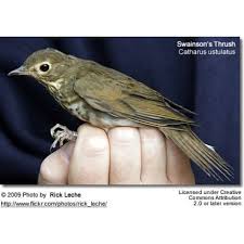 Image result for Catharus ustulatus