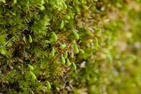 Attēlu rezultāti vaicājumam “Pohlia”