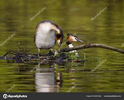 Attēlu rezultāti vaicājumam “Podiceps cristatus nest”