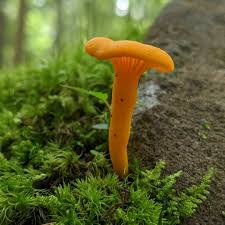 Attēlu rezultāti vaicājumam “Tubifera ferruginosa subsp. acutissima young”