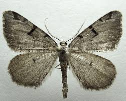 Attēlu rezultāti vaicājumam “Macaria wauaria”