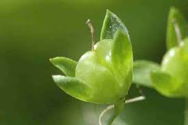 Attēlu rezultāti vaicājumam “Veronica beccabunga bud”