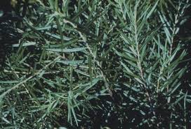 Attēlu rezultāti vaicājumam “Salix purpurea leaf”